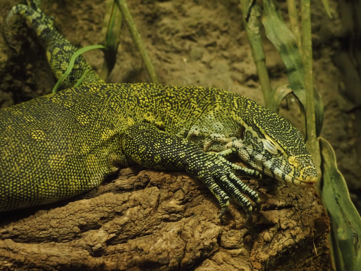 Nile Monitor