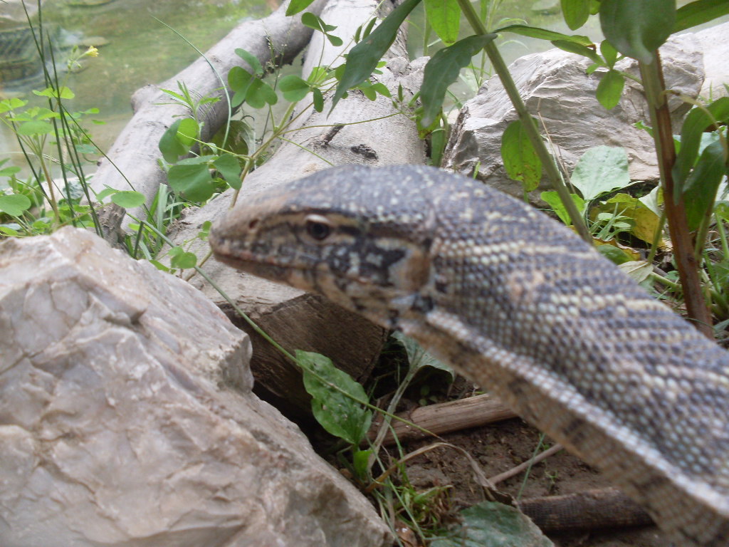 Nile monitor