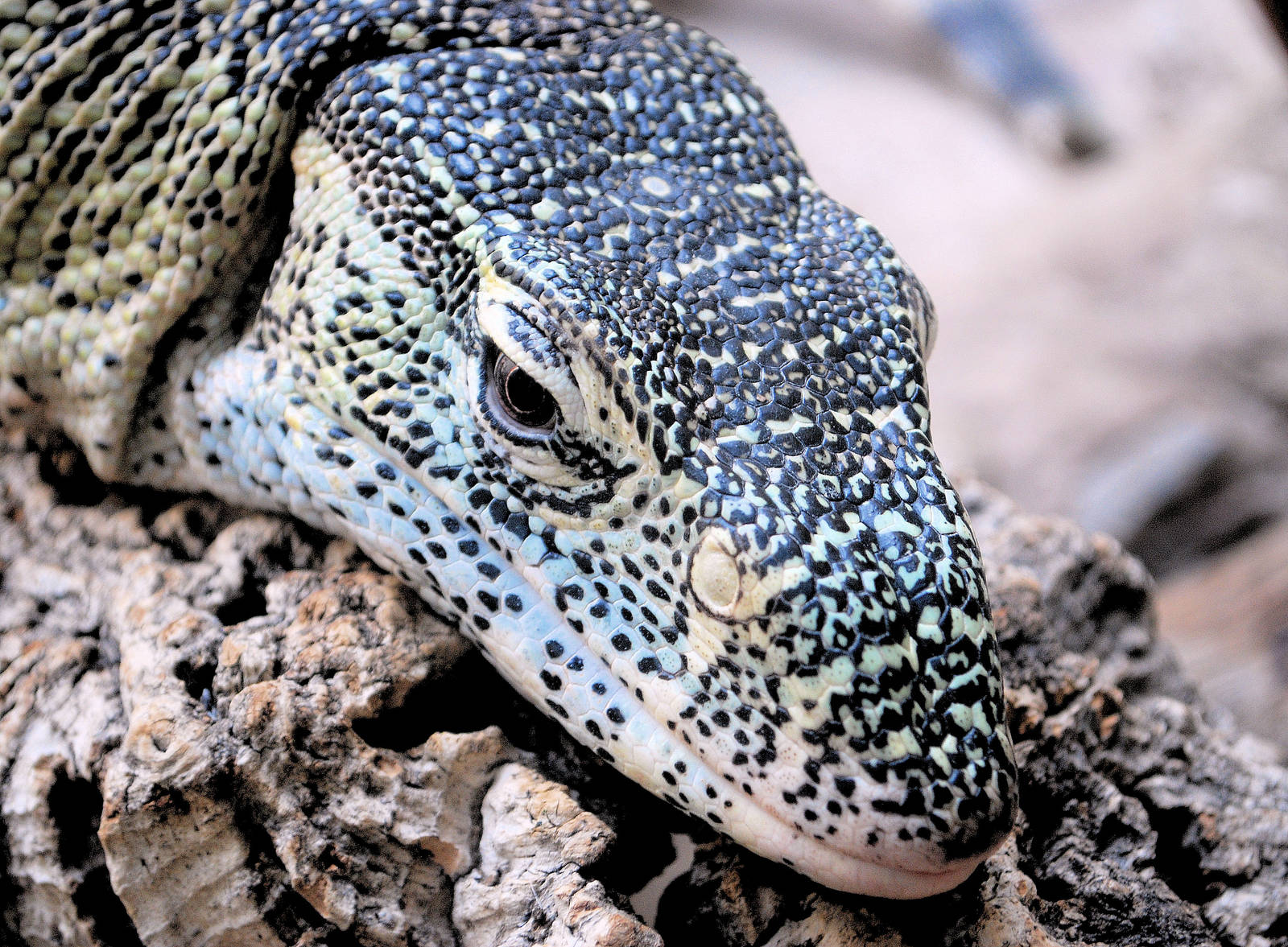 NILE MONITOR