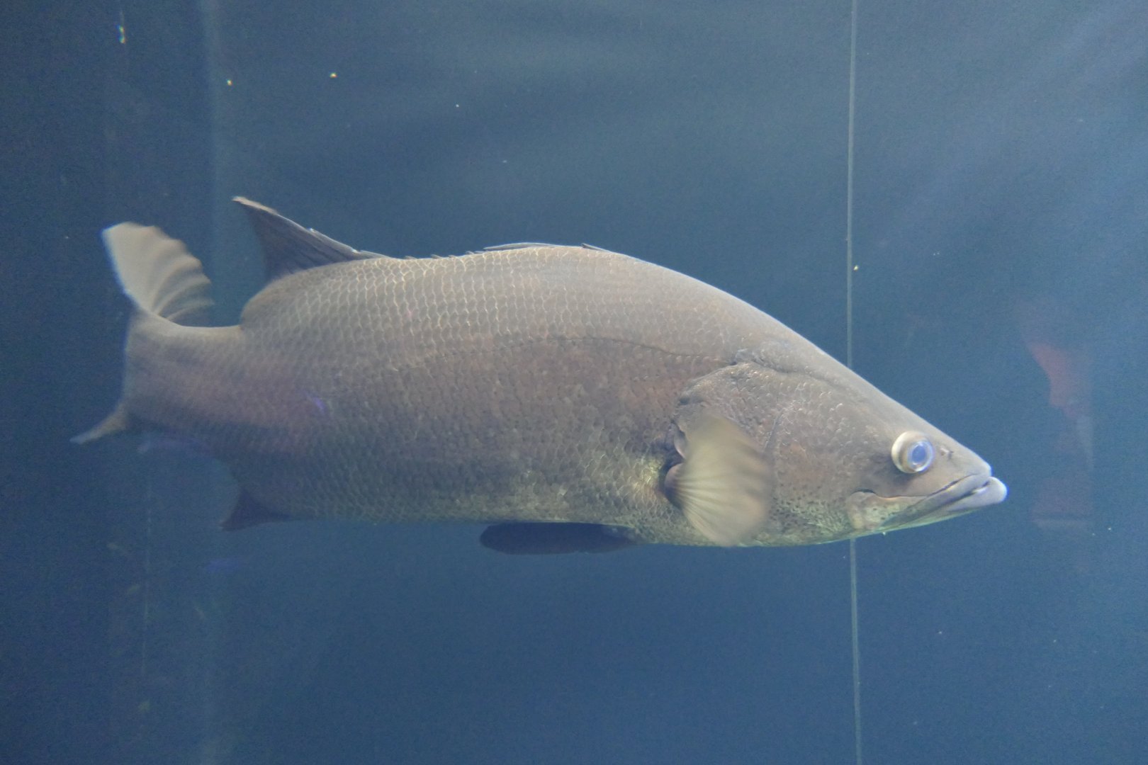 Nile Perch (Lates niloticus) - Lake Biwa Museum