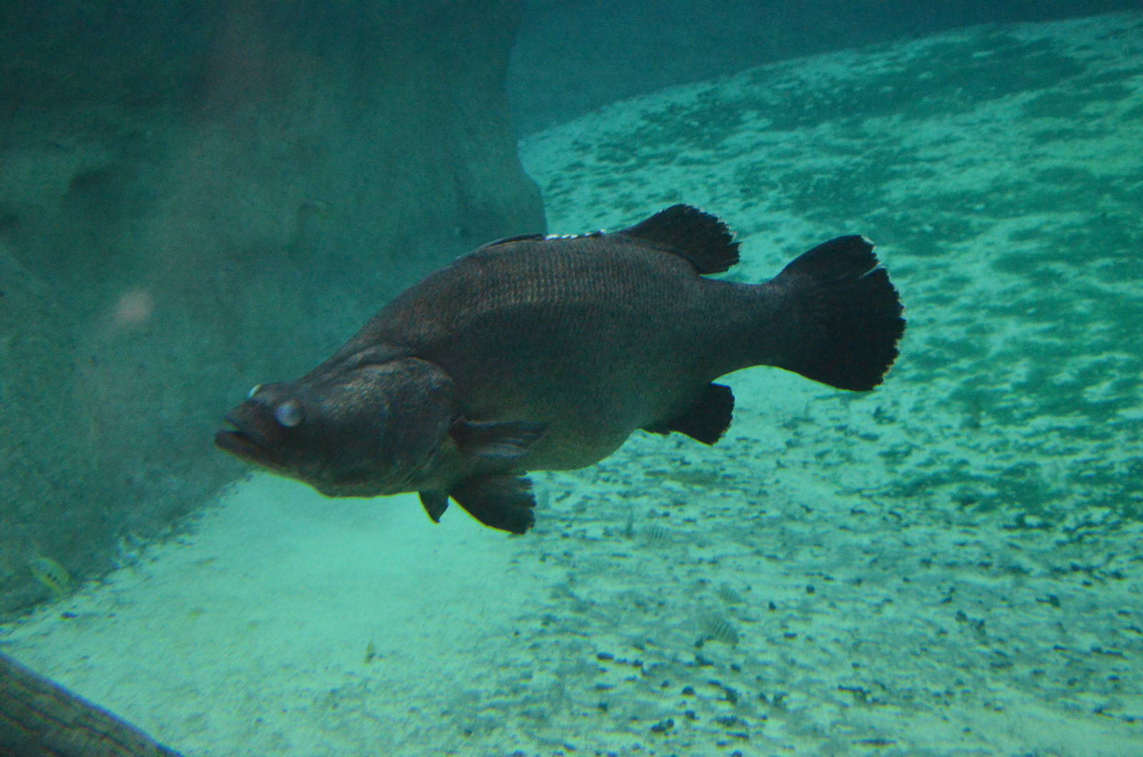 Nile perch Lates niloticus