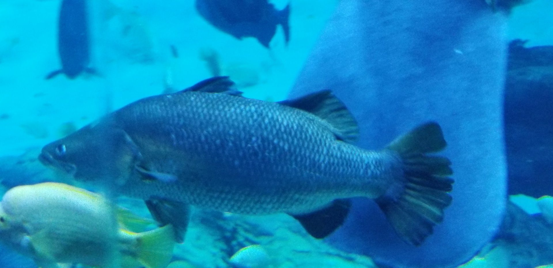 Nile Perch