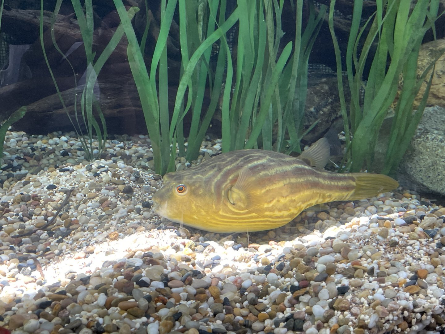 Nile Puffer (Tetraodon lineatus)