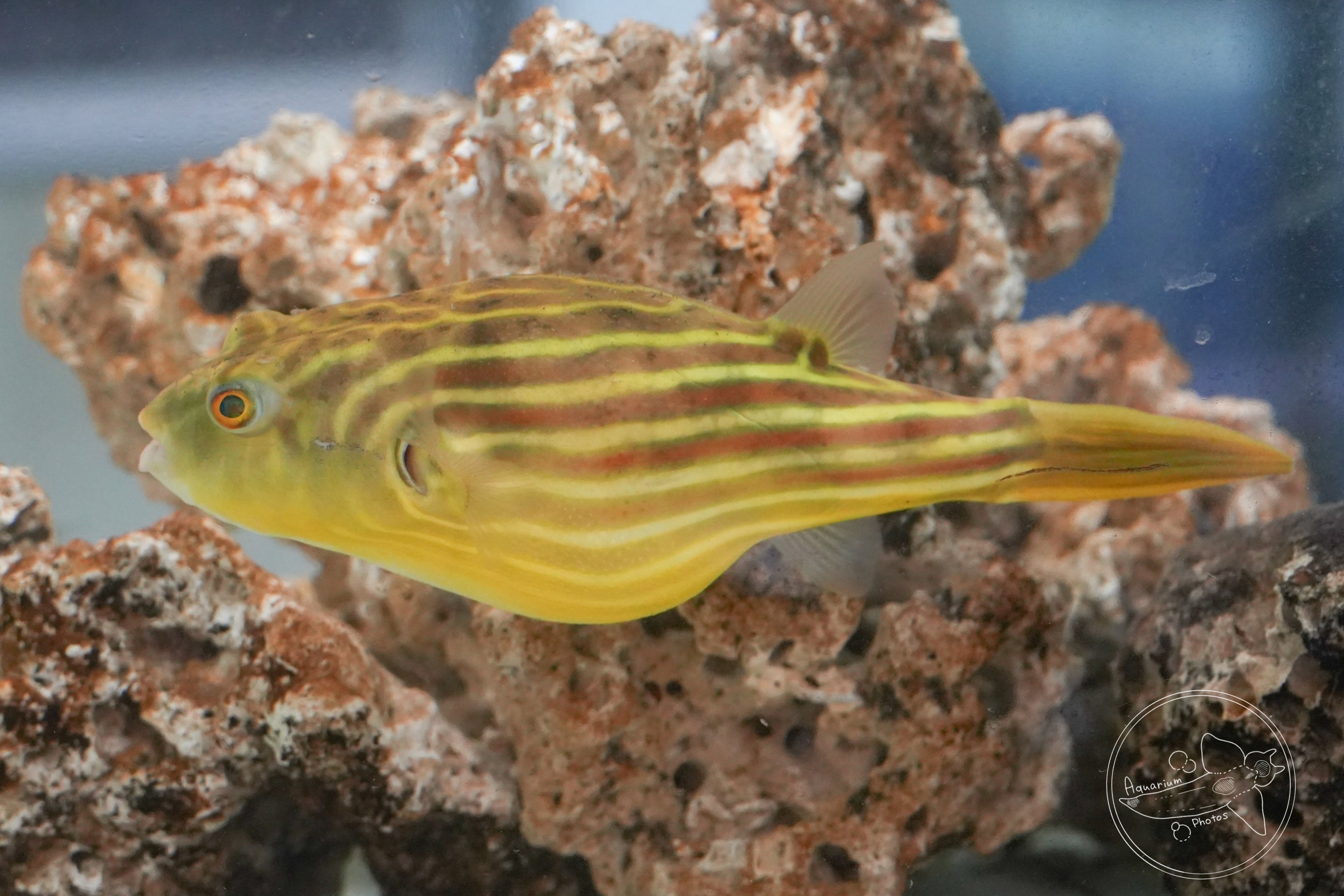 Nile puffer (Tetraodon lineatus)