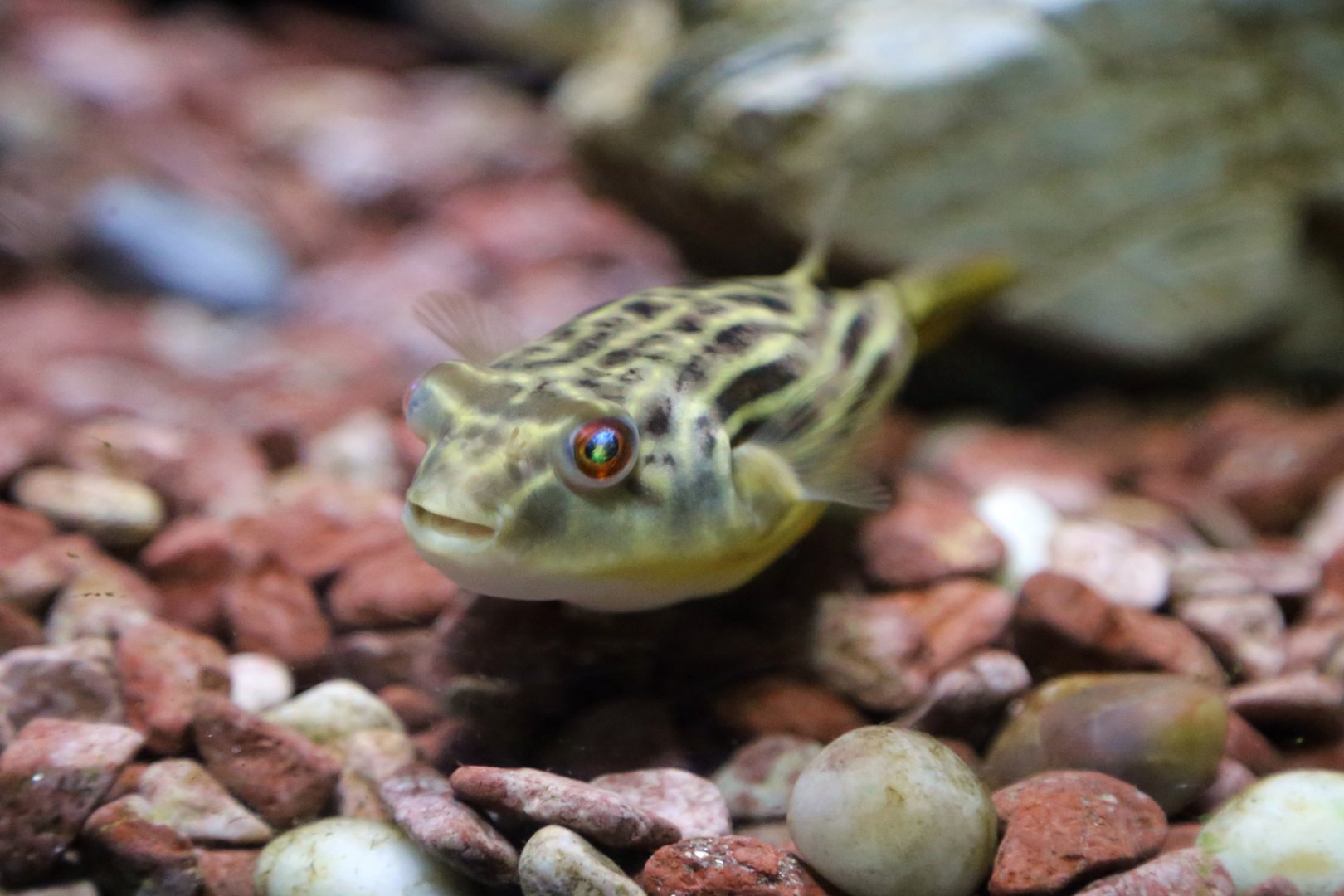 Nile Puffer