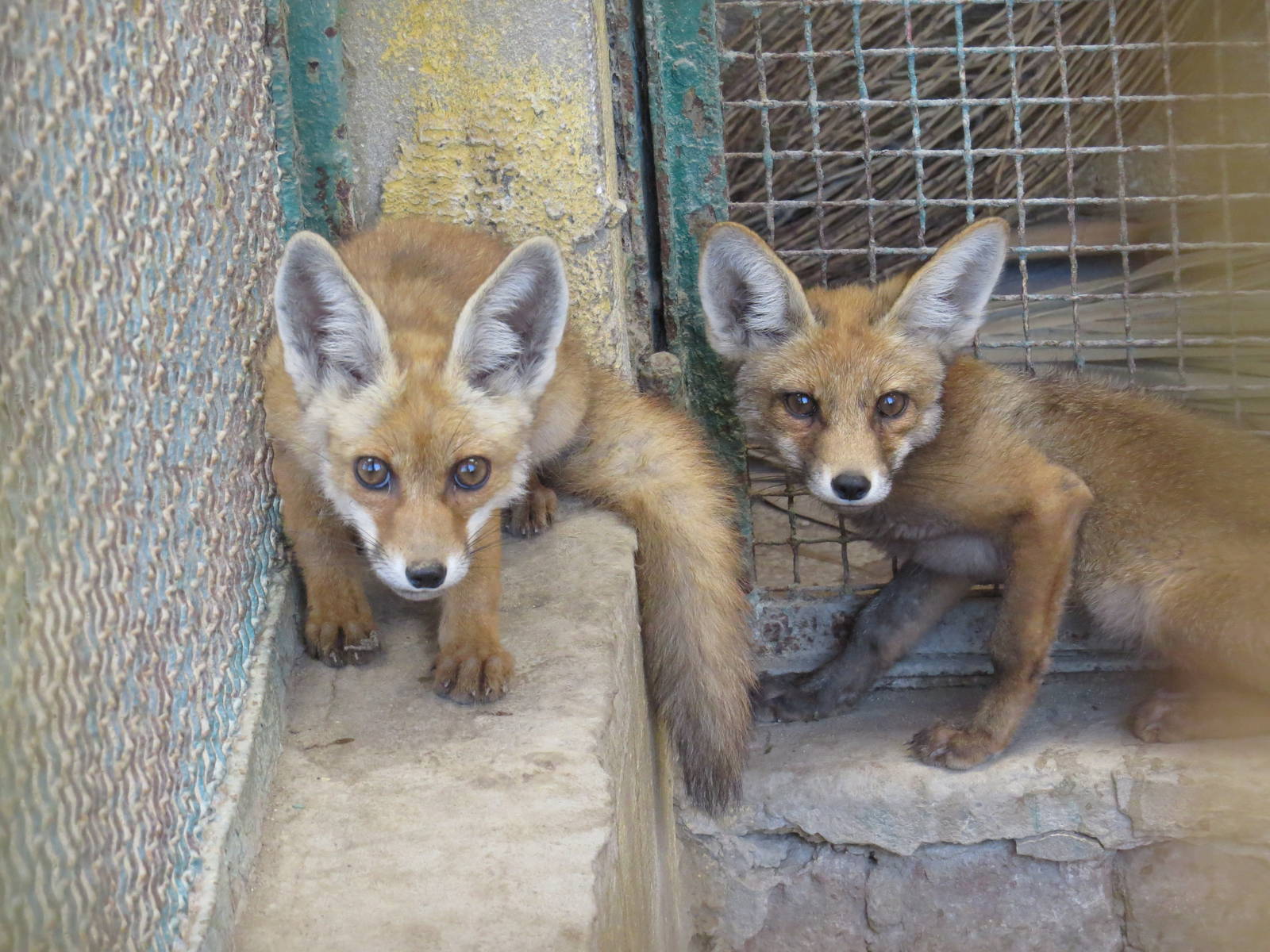 Nile red fox cubs, July 2014.