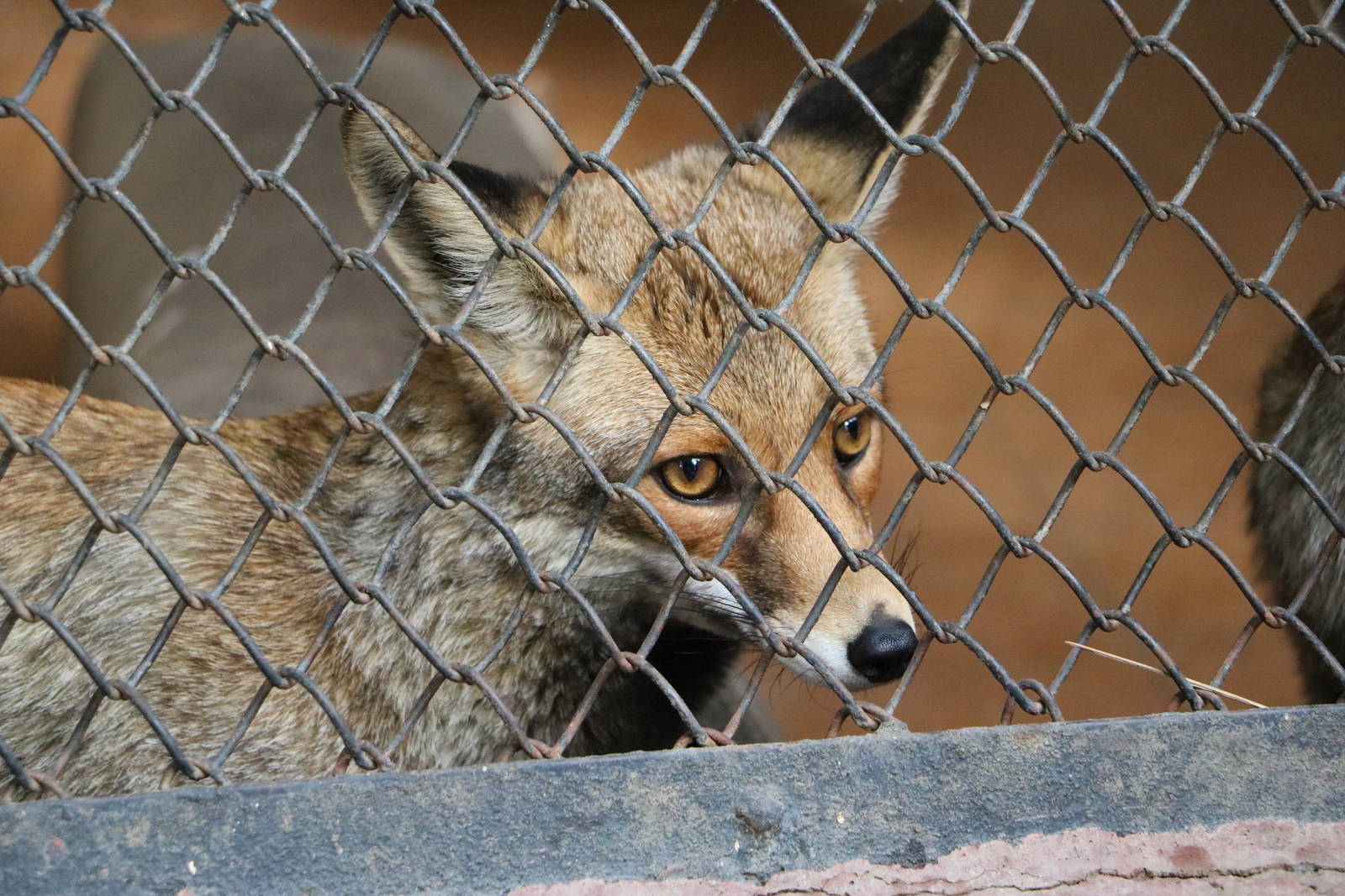 Nile red fox, February 2016