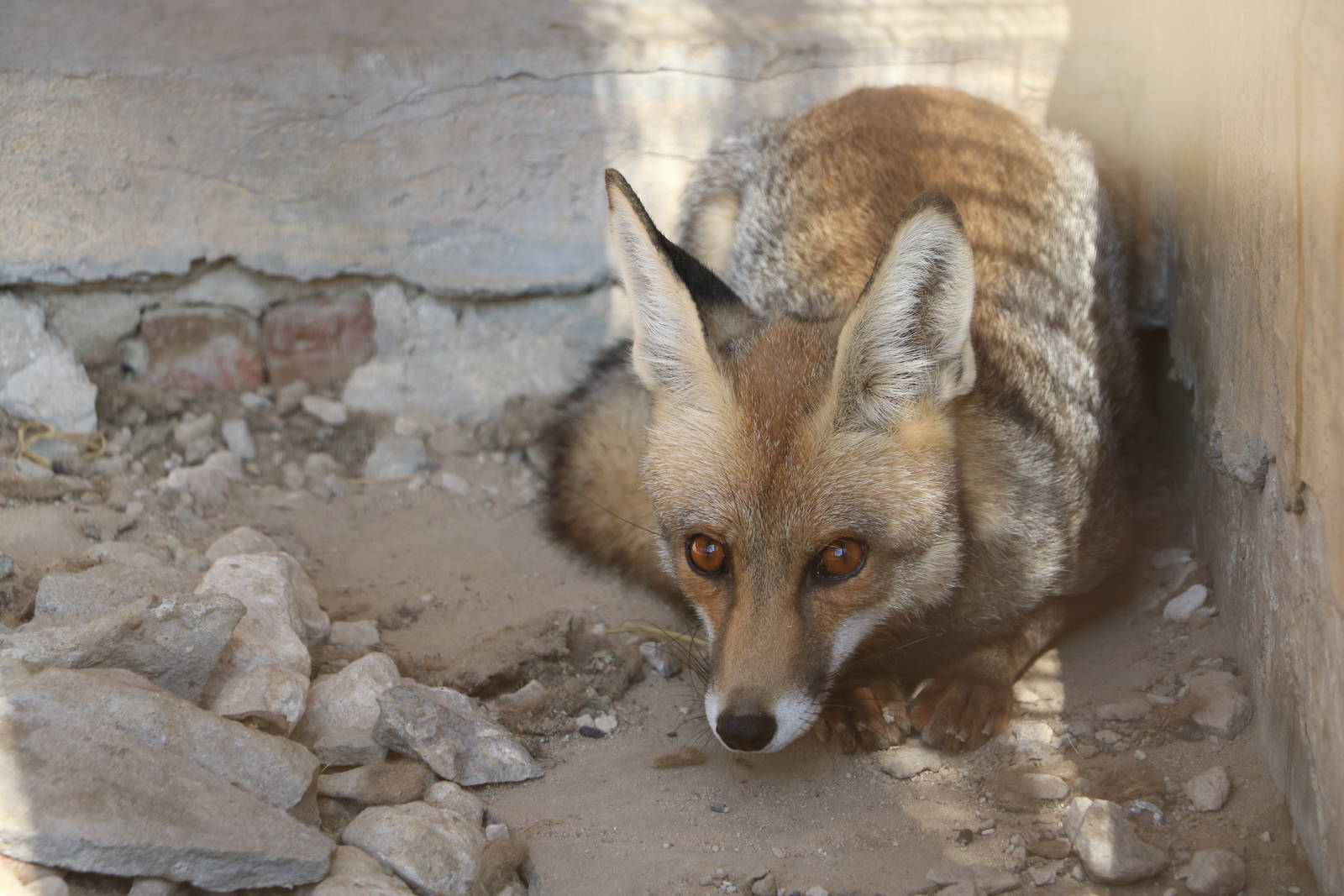 Nile red fox, October 2015
