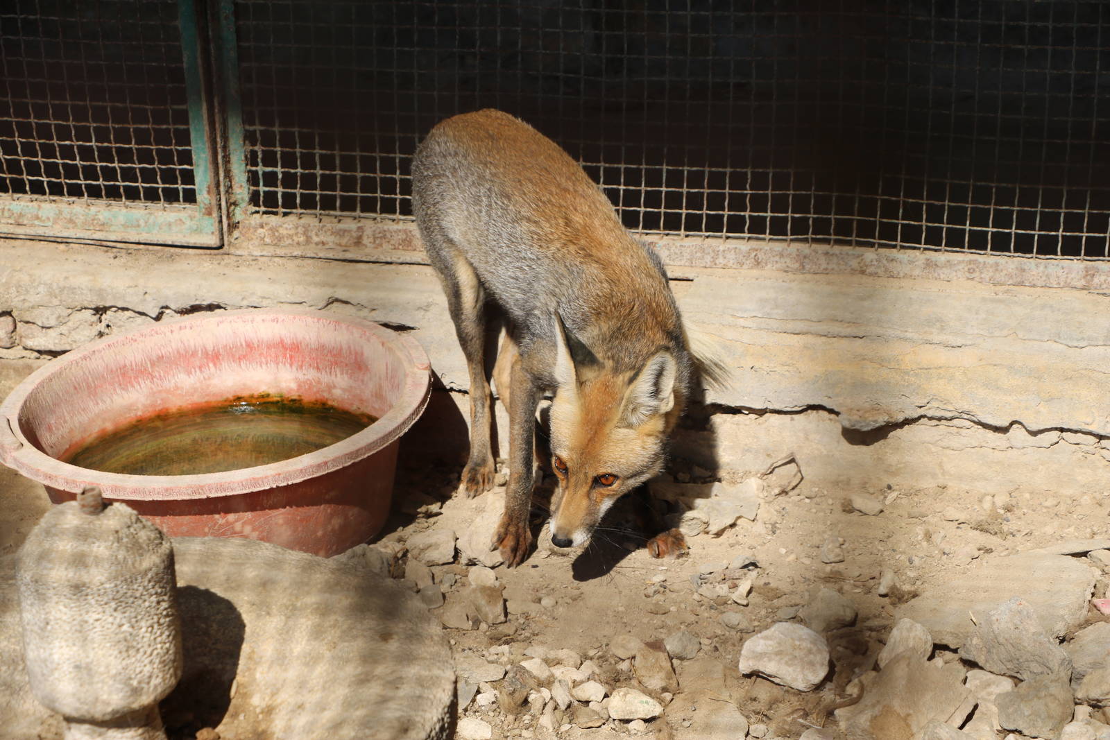 Nile red fox, October 2015