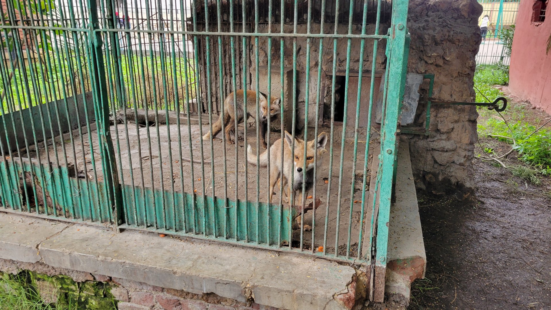 Nile red fox (V. v. niloticus) - Dec 0p23