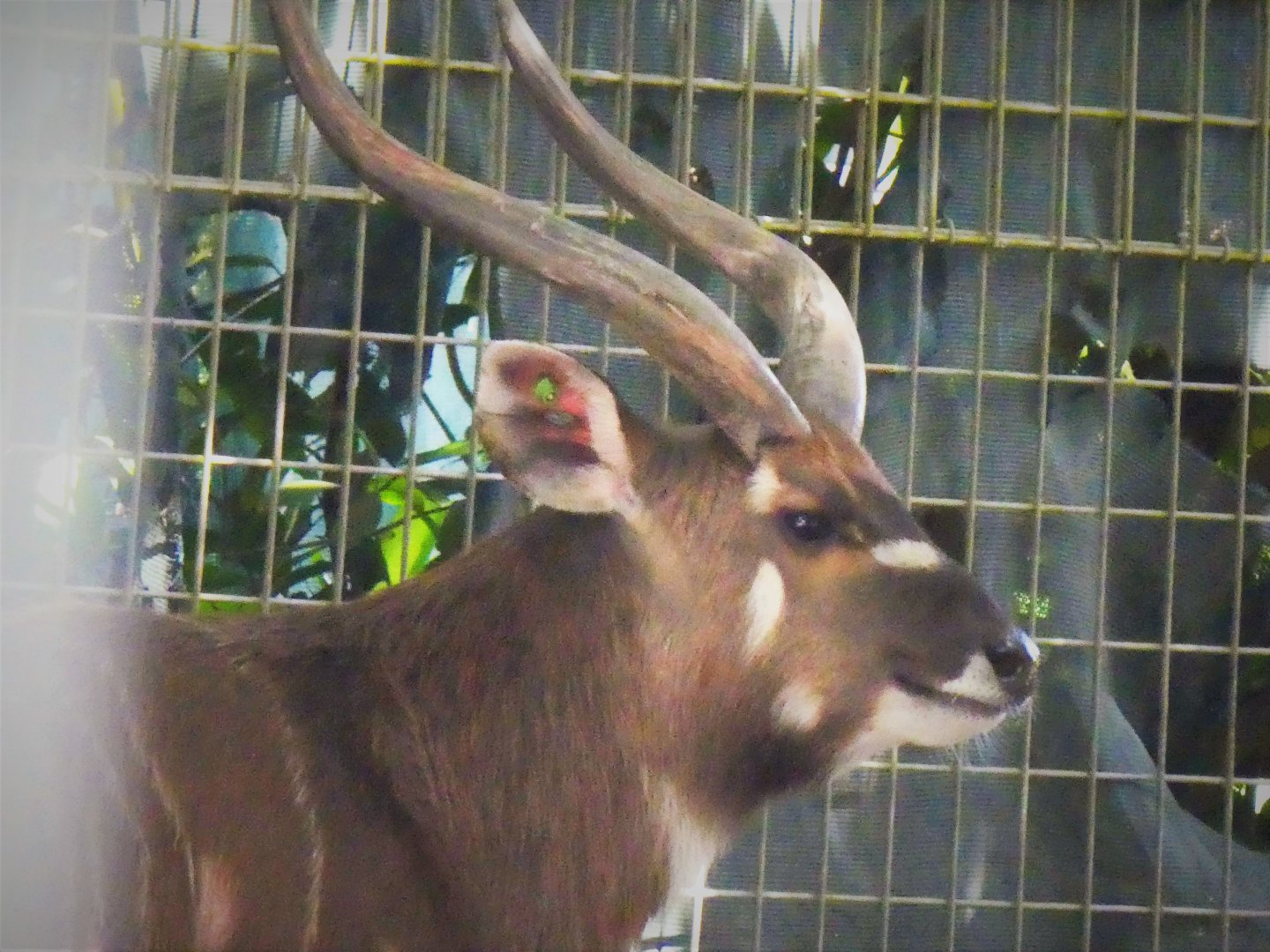 Nile Sitatunga
