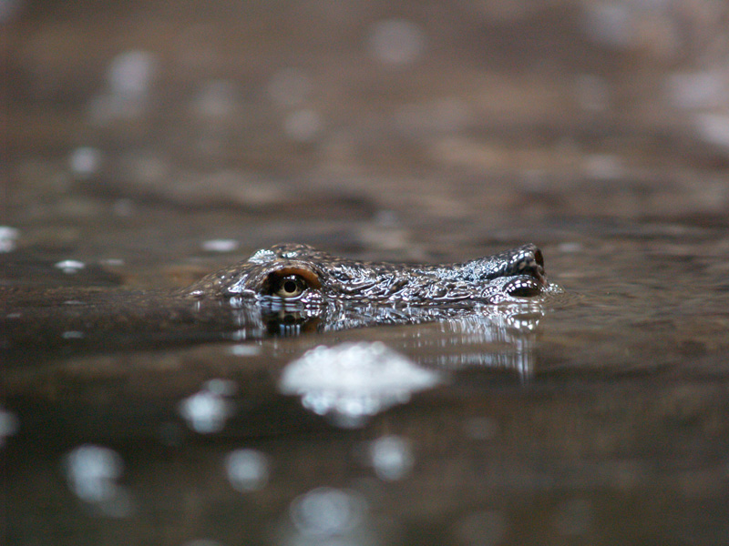 Nile soft-shell turtle