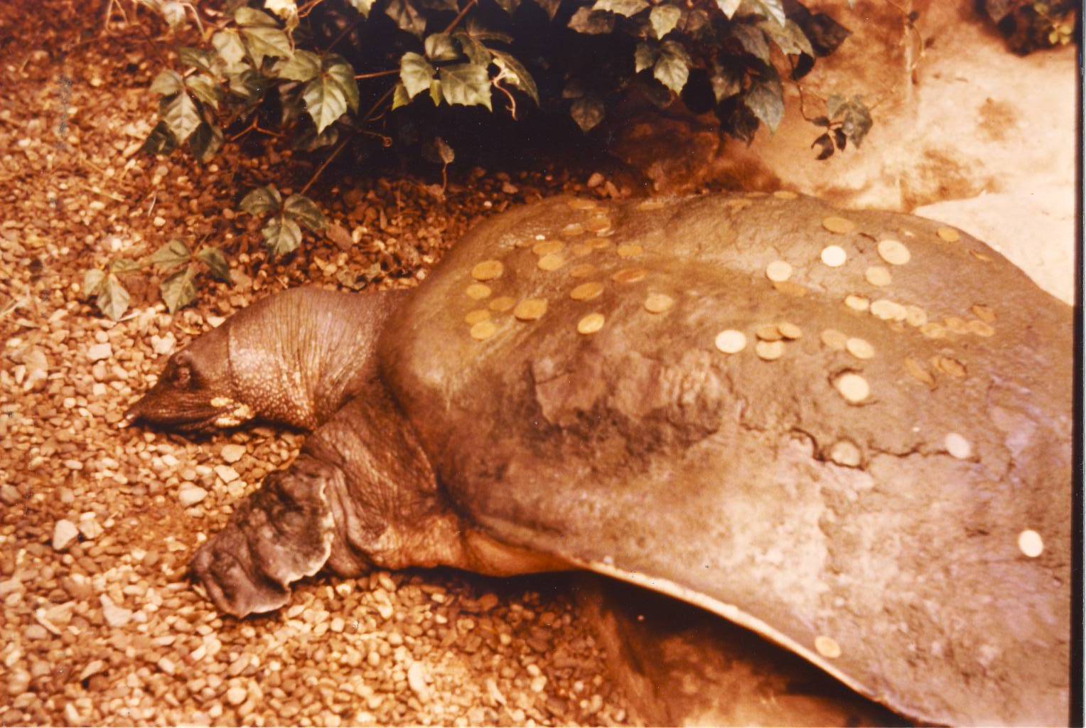 Nile Soft-shelled Turtle Chester Zoo 1 August 1981