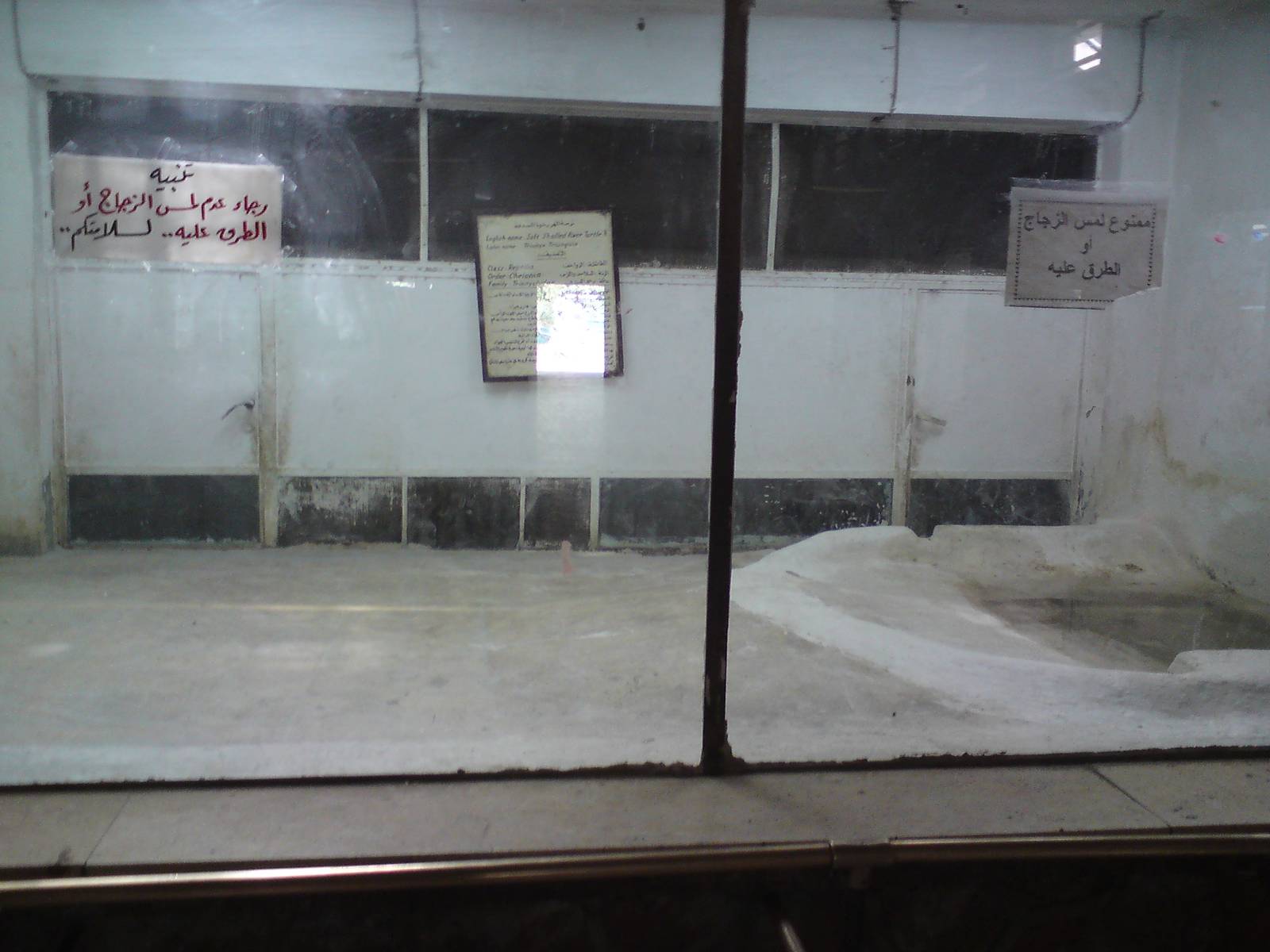 Nile soft-shelled turtle enclosure