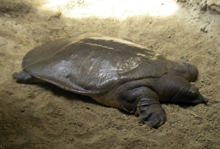 Nile Soft-shelled Turtle (Trionyx triunguis)