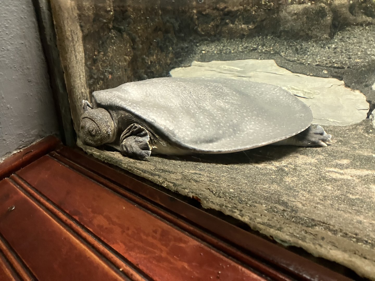 Nile soft-shelled turtle
