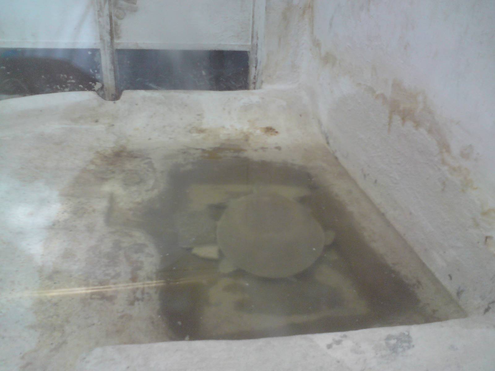 Nile soft-shelled turtle