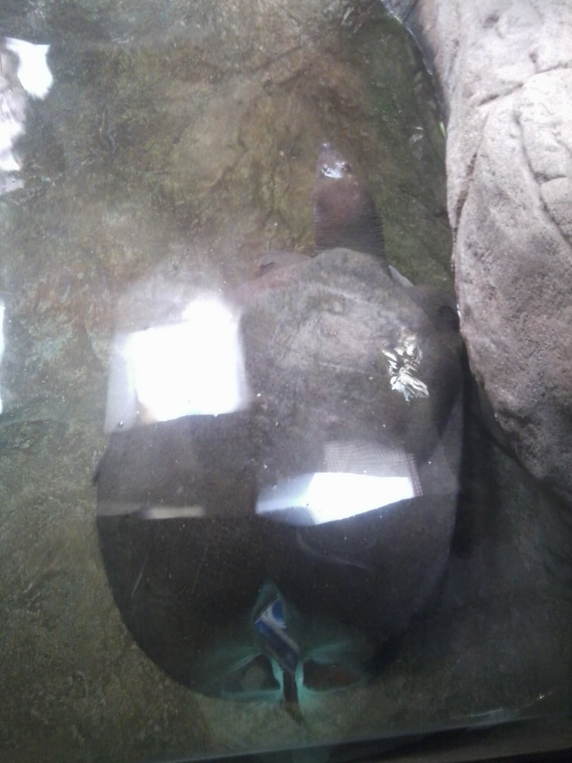 Nile softshell turtle (after ID-needed)