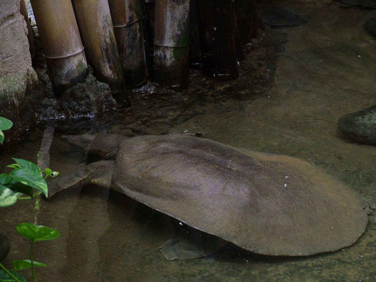 Nile Softshell Turtle at Barcelona, 30/05/11