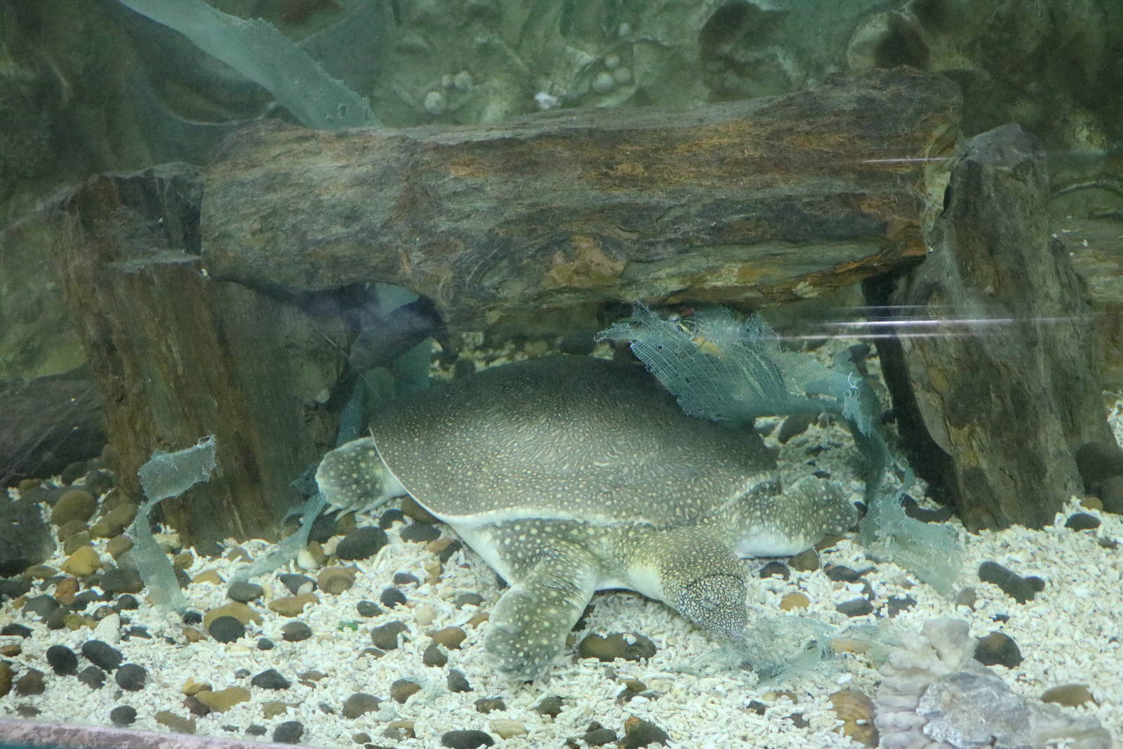 Nile softshell turtle, February 2016
