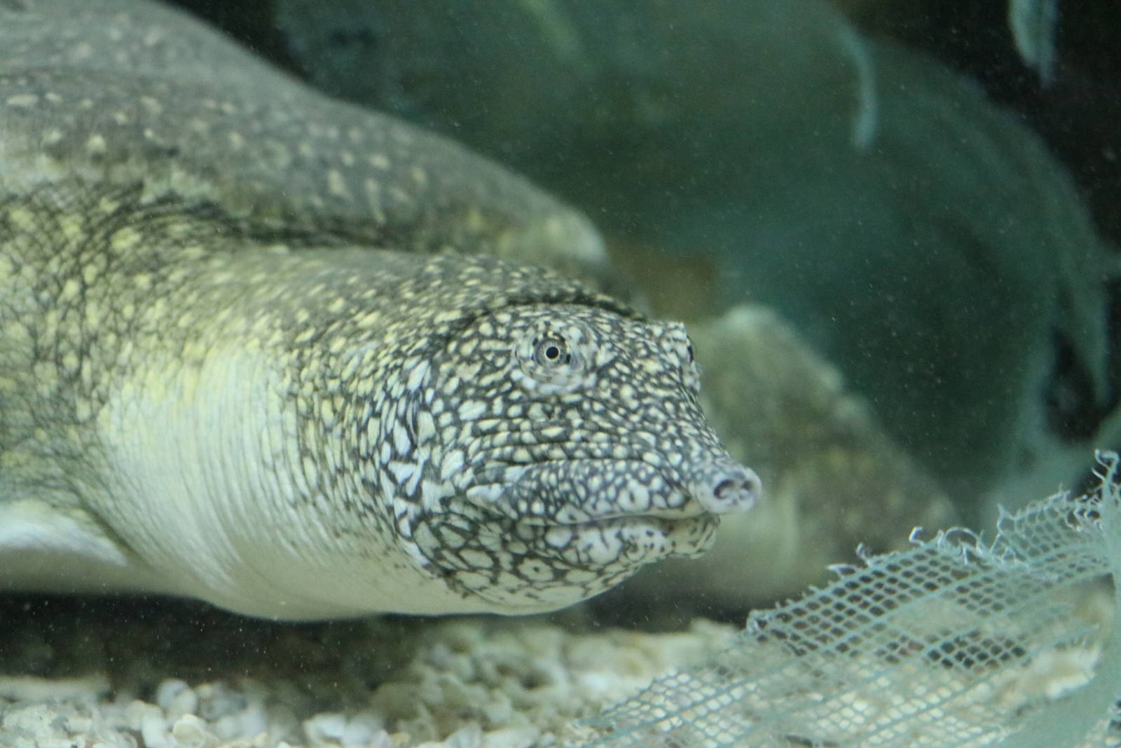Nile softshell turtle, February 2016