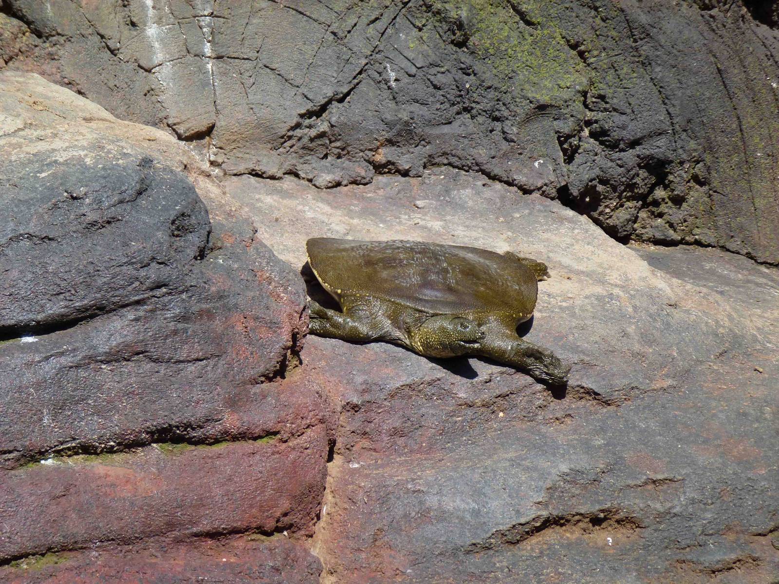 Nile softshell turtle, July 2013.