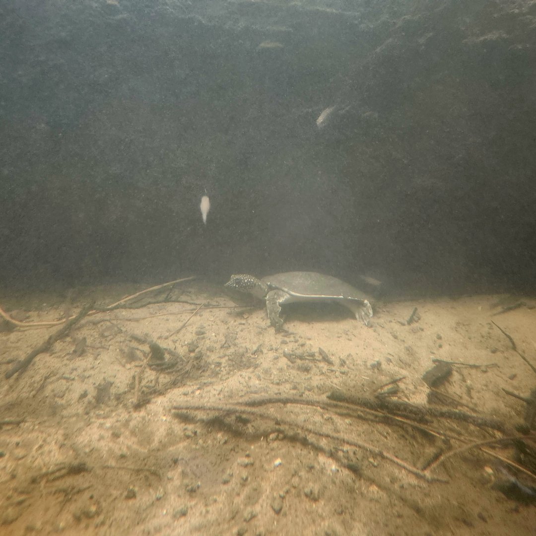 Nile Softshell Turtle (Trionyx triunguis)