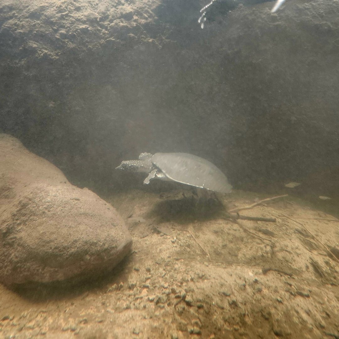 Nile Softshell Turtle (Trionyx triunguis)