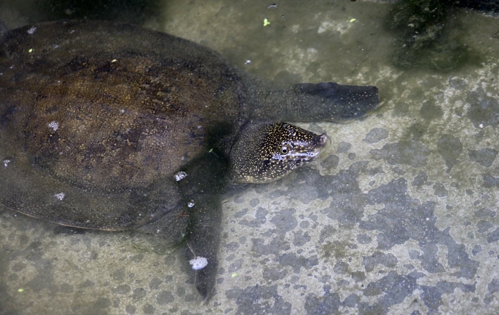 Nile Softshell Turtle (Trionyx triunguis)