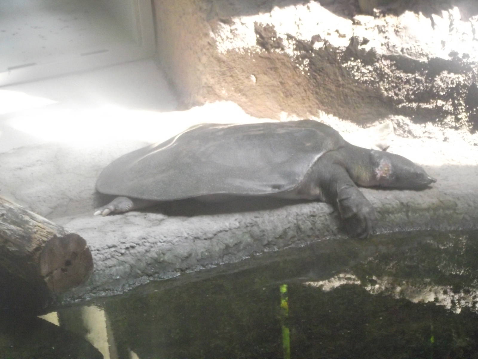 Nile Softshell Turtle