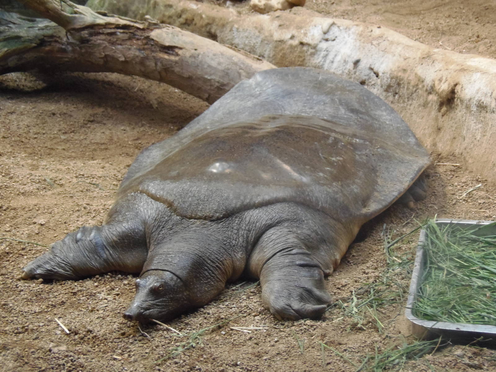 Nile softshell turtle