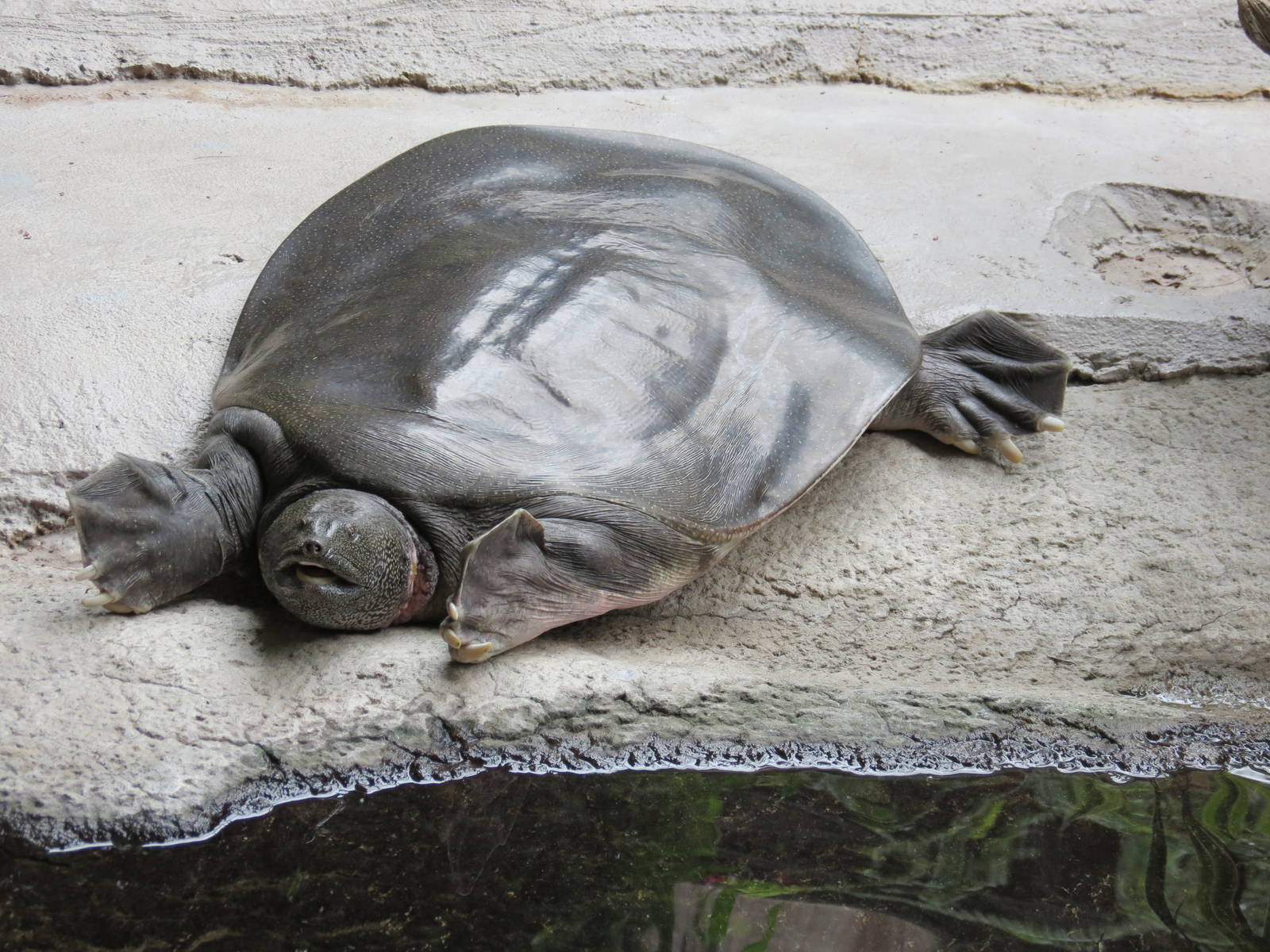 Nile Softshell Turtle