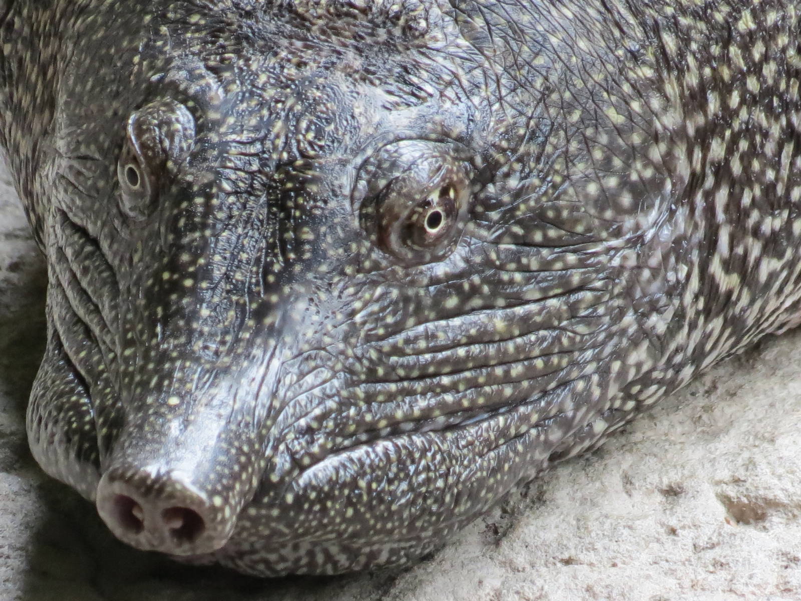 Nile Softshell Turtle