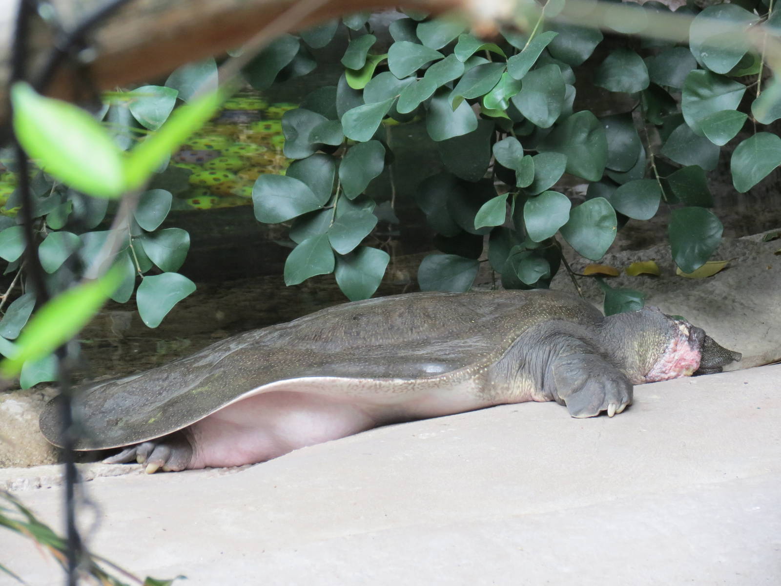 Nile Softshell Turtle