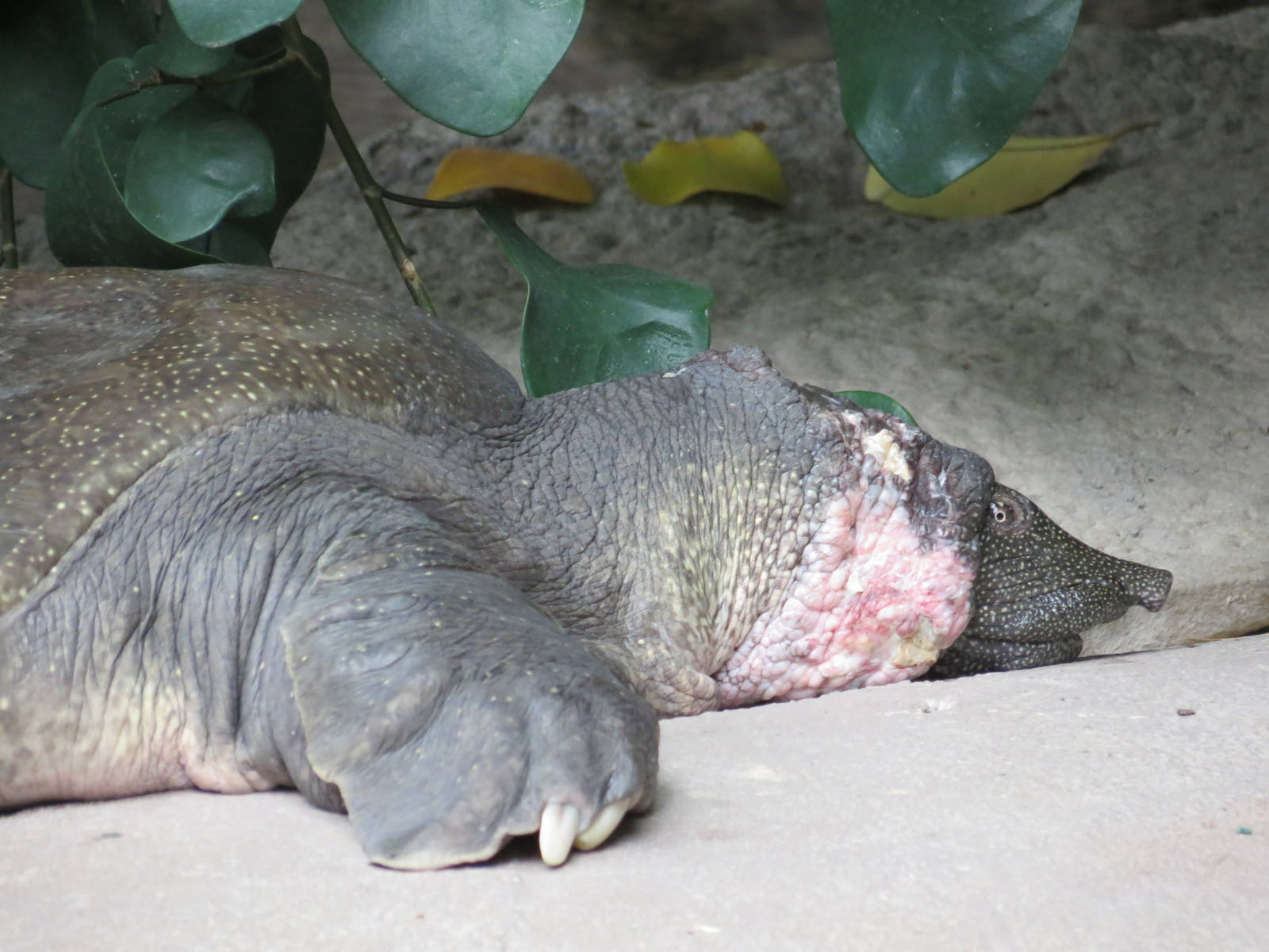 Nile Softshell Turtle