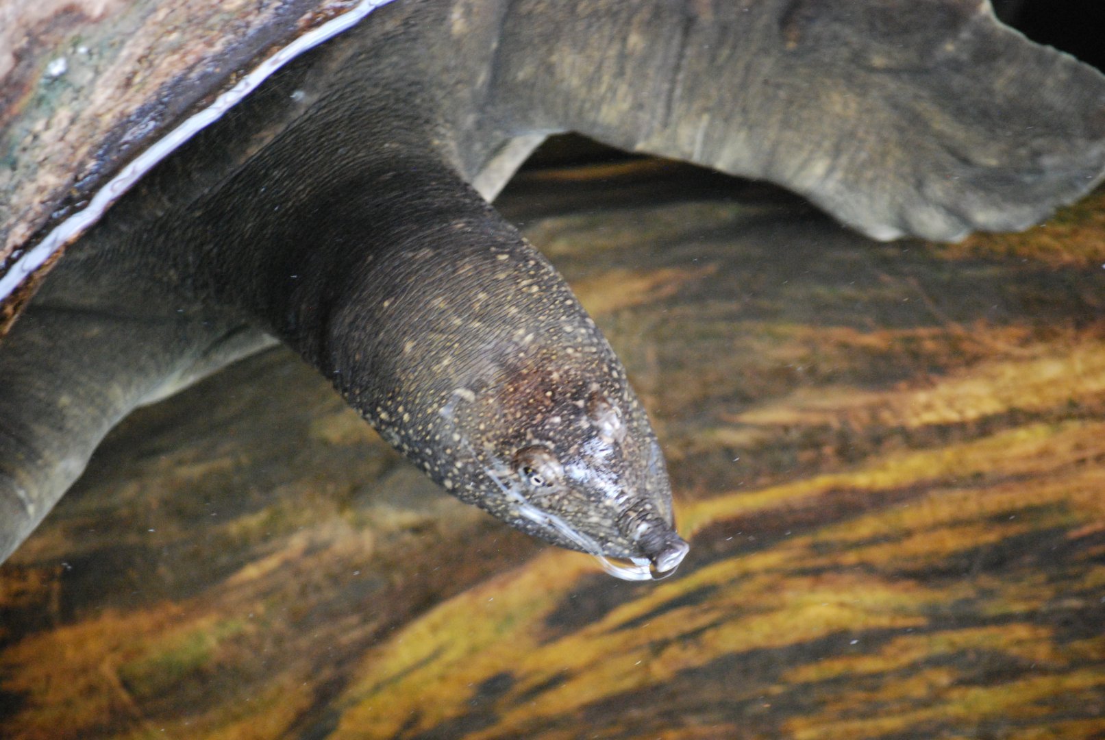 Nile Softshell Turtle