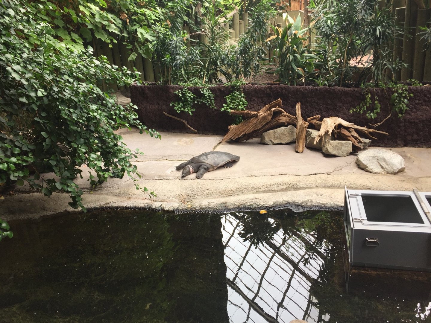 Nile Softshell Turtle