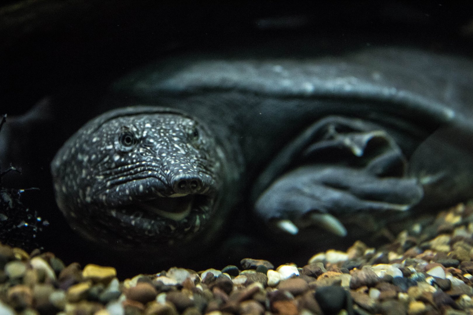 Nile softshell turtle
