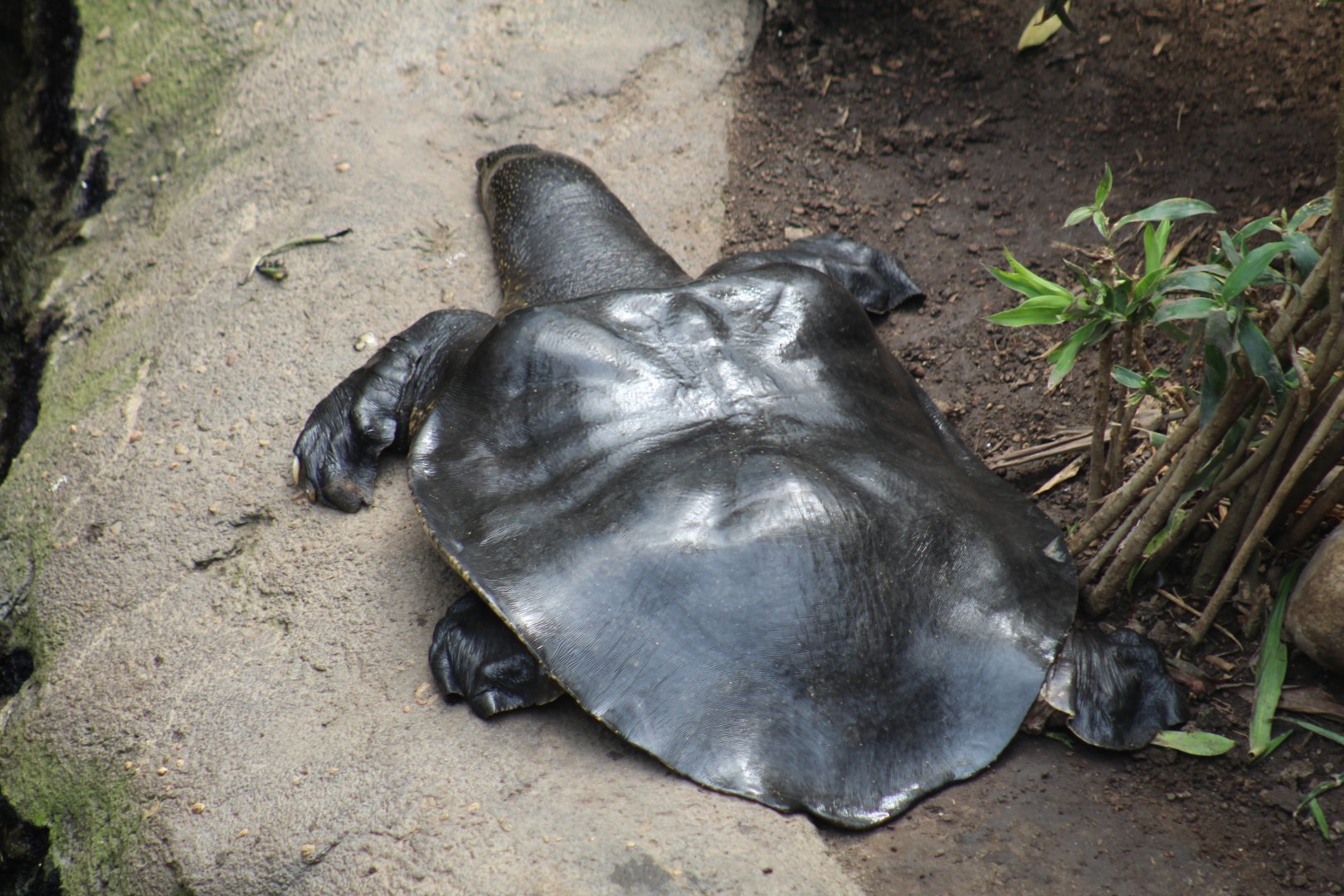 Nile Softshell Turtle