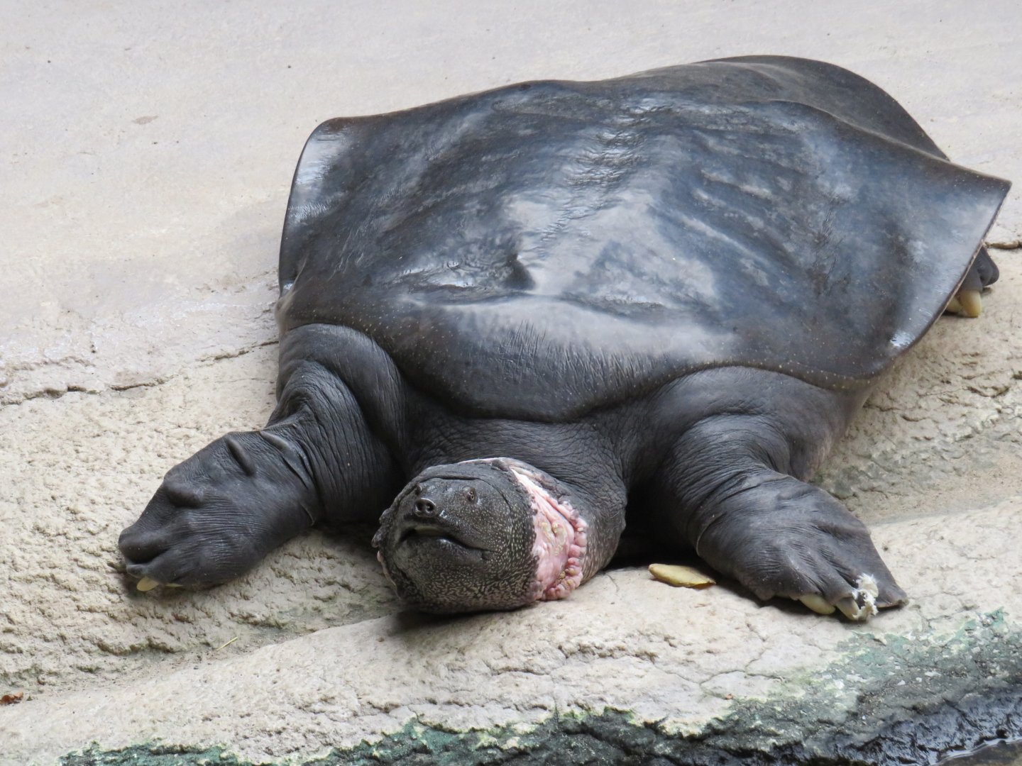 Nile softshell turtle