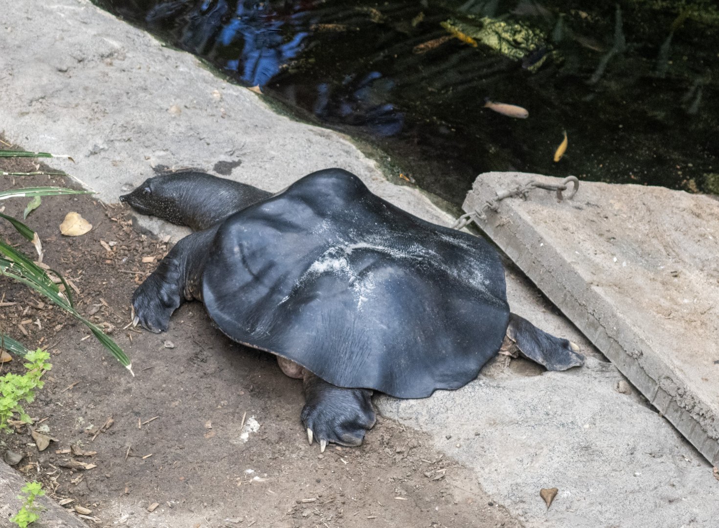 Nile Softshell Turtle