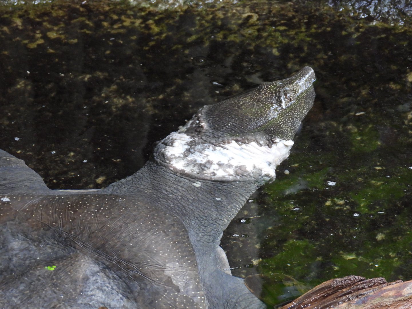 Nile softshell turtle