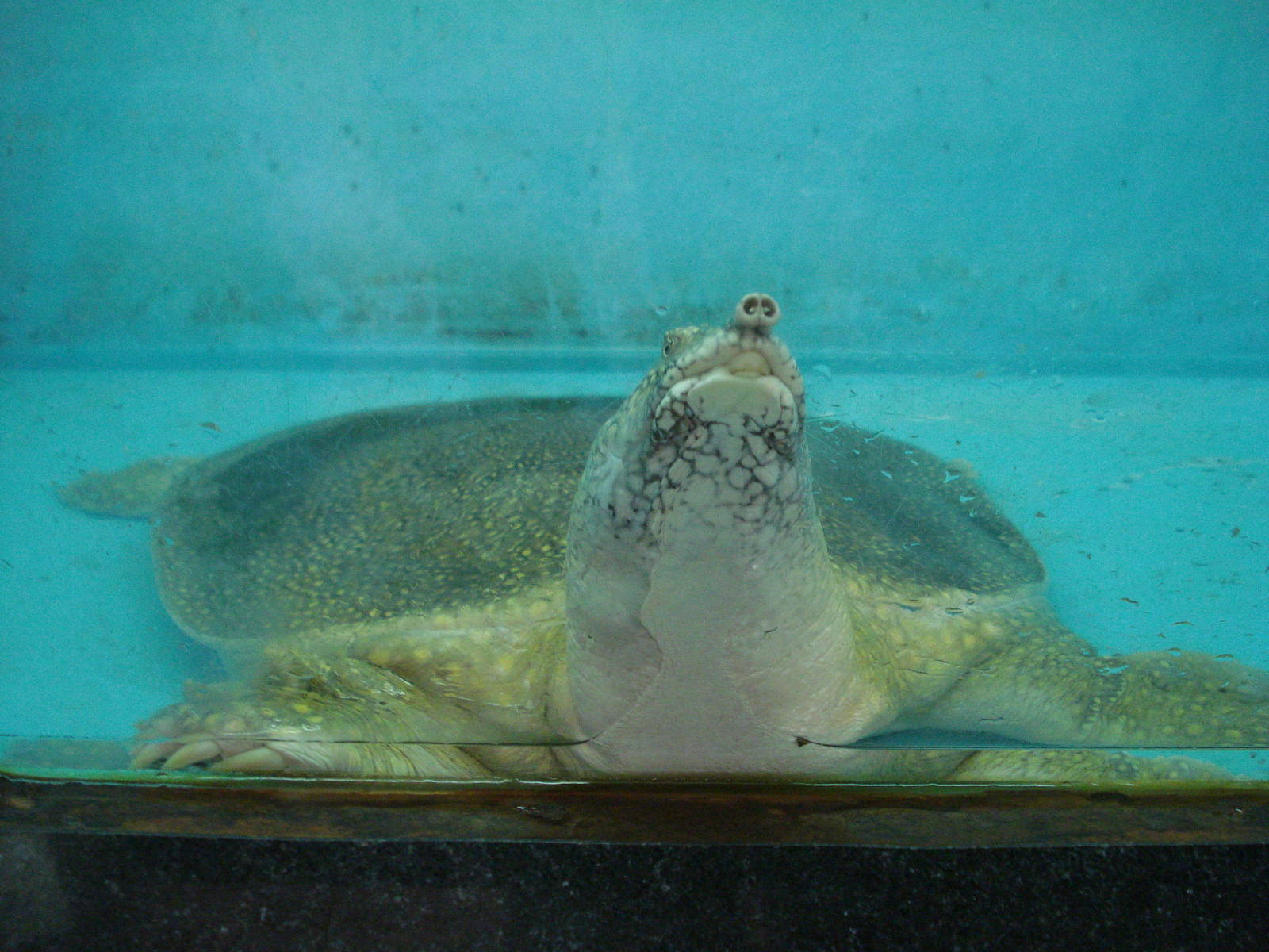 Nile softshell turtle