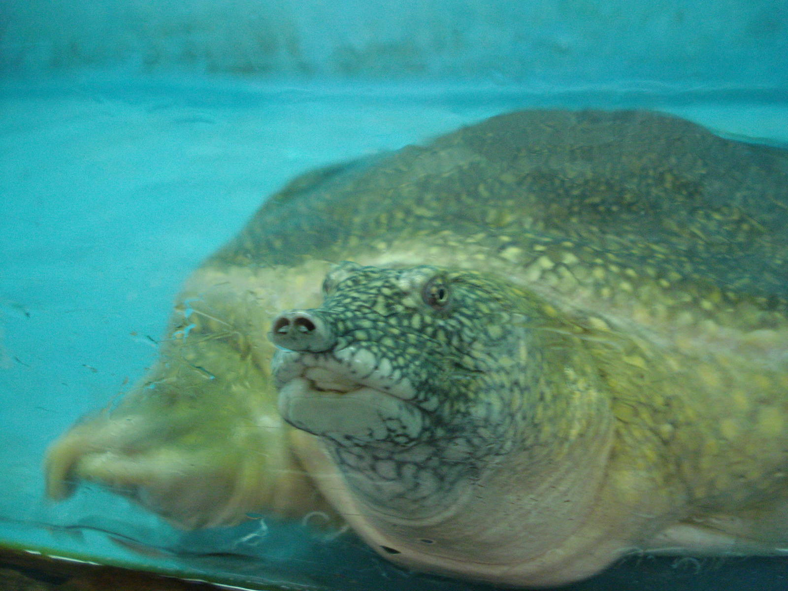Nile softshell turtle
