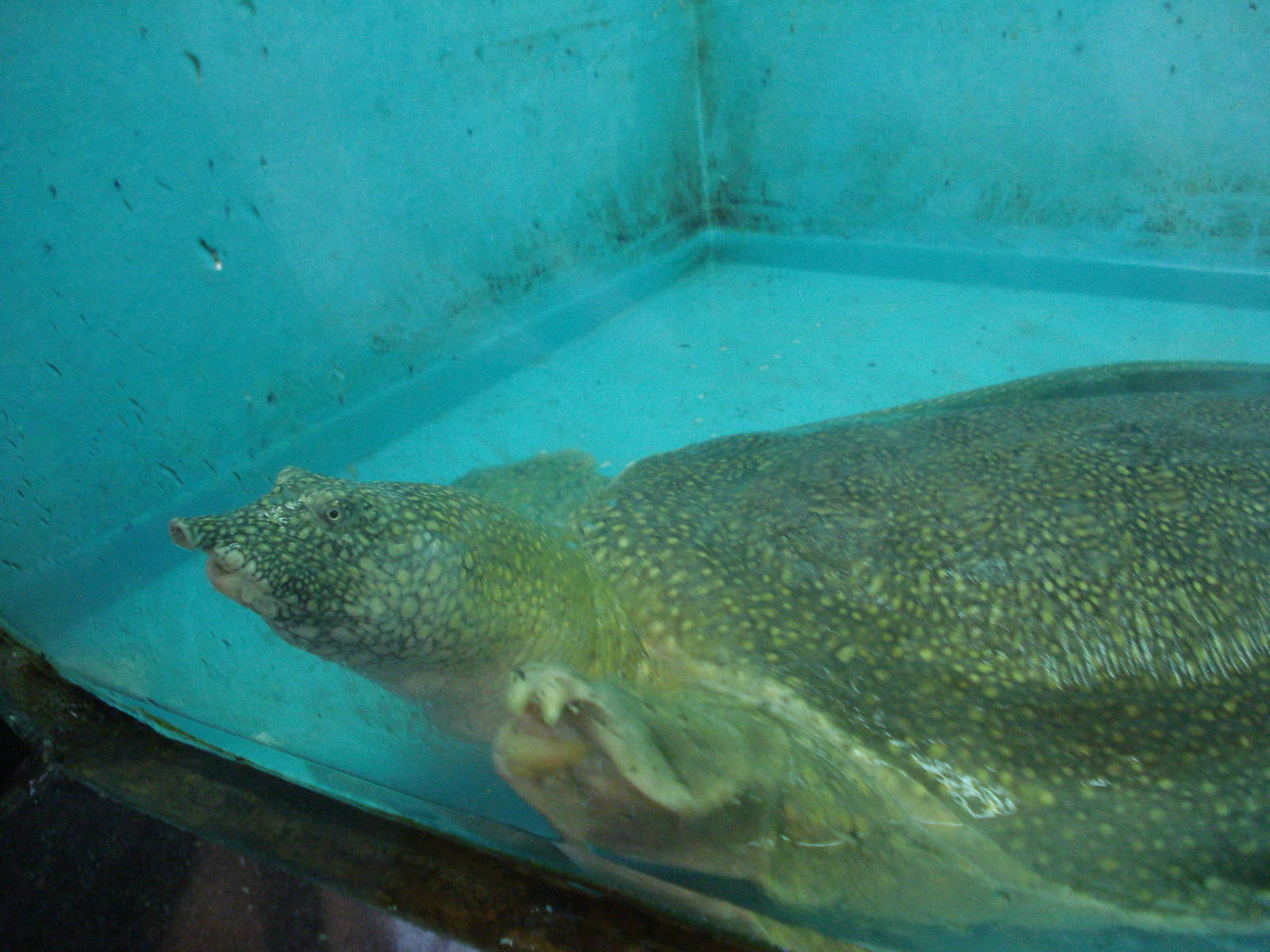 Nile softshell turtle