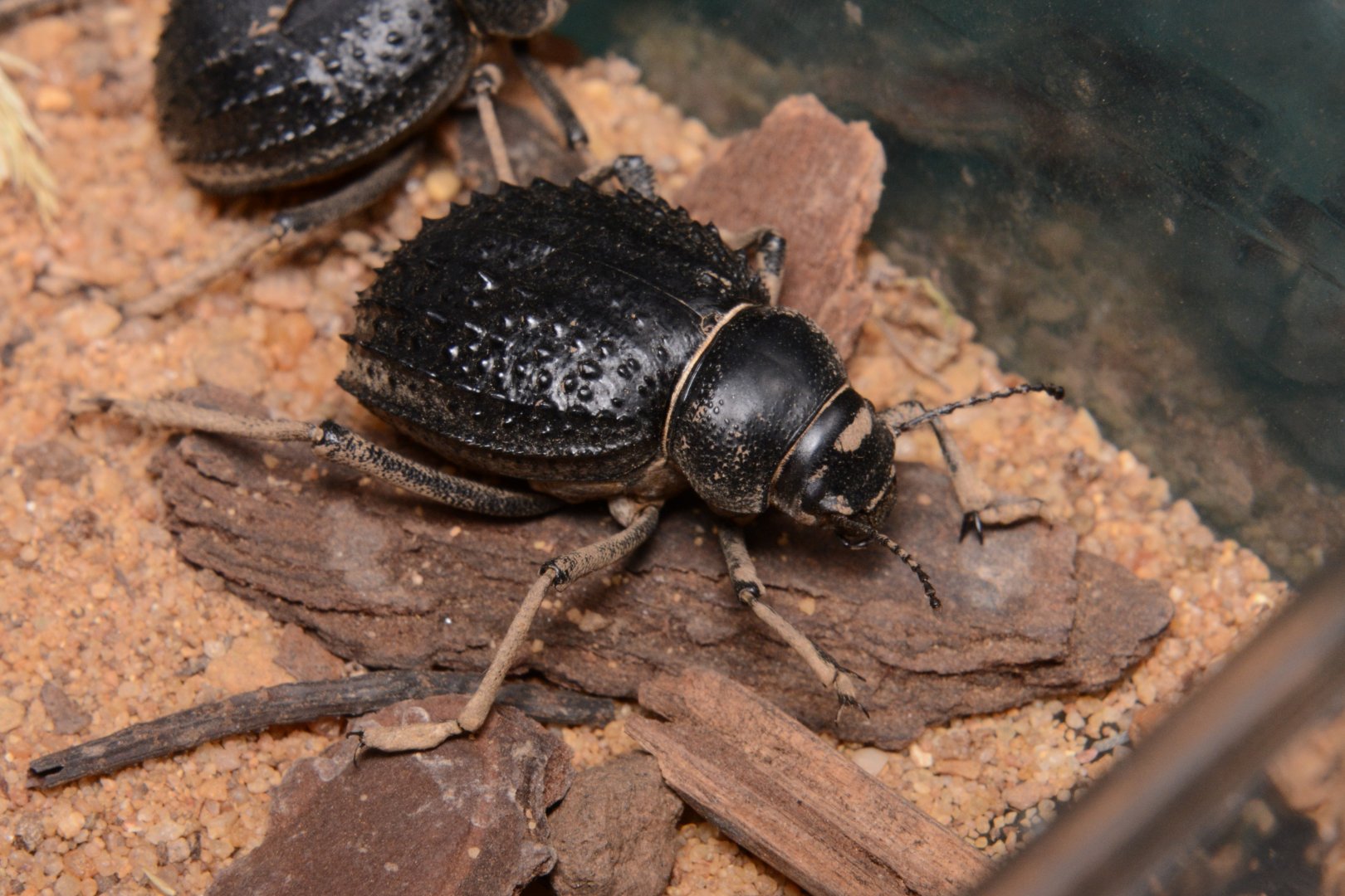 Nile spiked darkling beetle (Pimelia angulata nilotica)