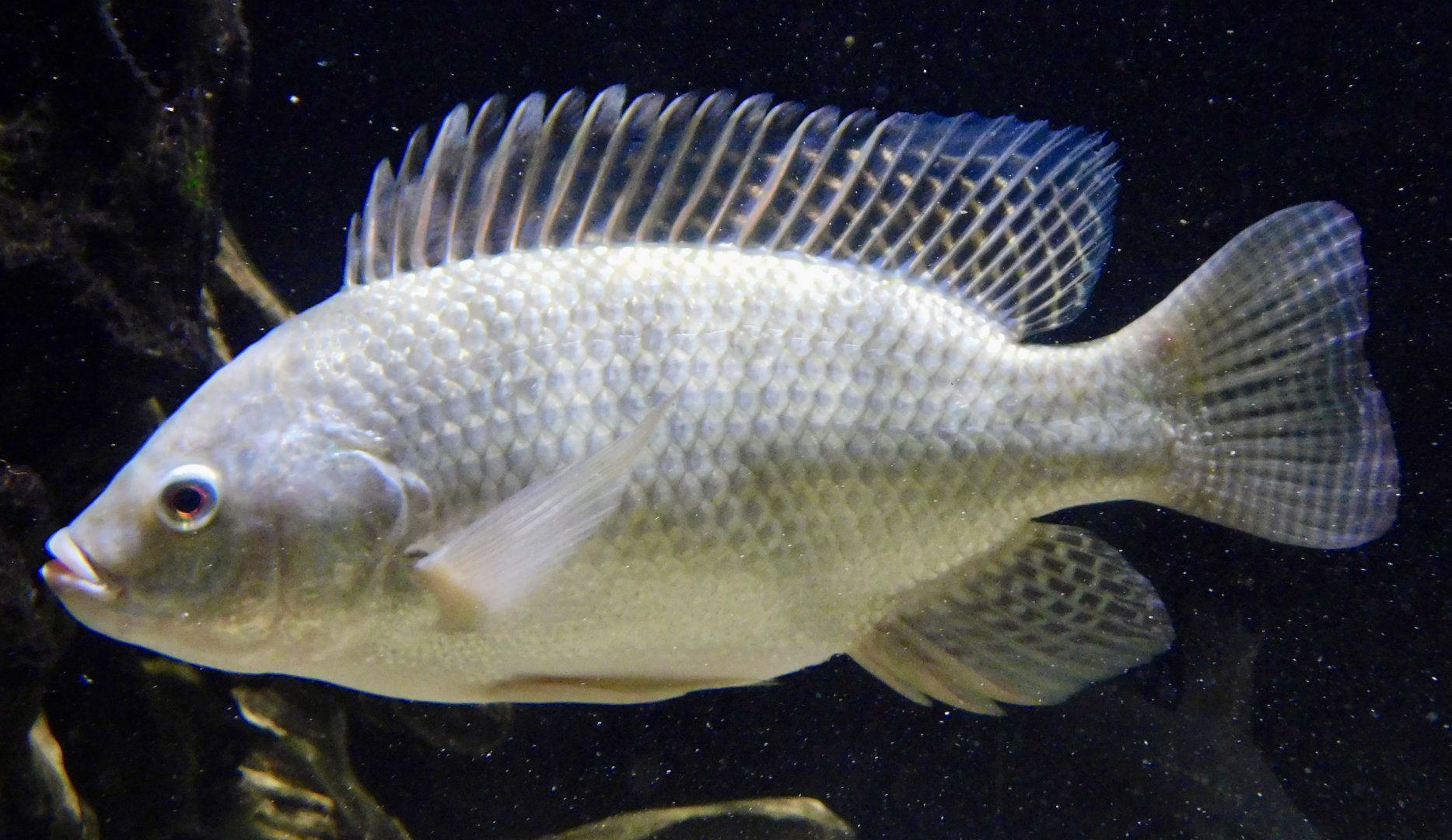 Nile Tilapia (Oreochromis niloticus) - Kawasui Kawasaki Aquarium November 19, 2025
