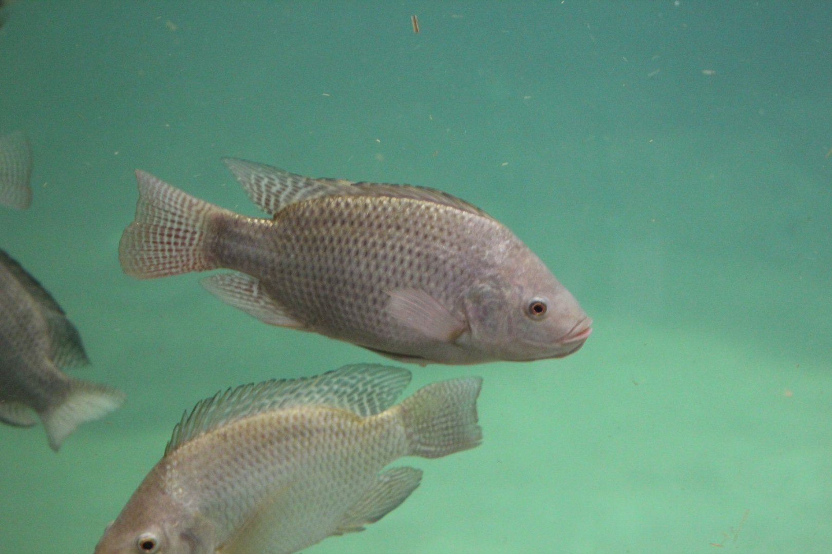 Nile Tilapia (Oreochromis niloticus)
