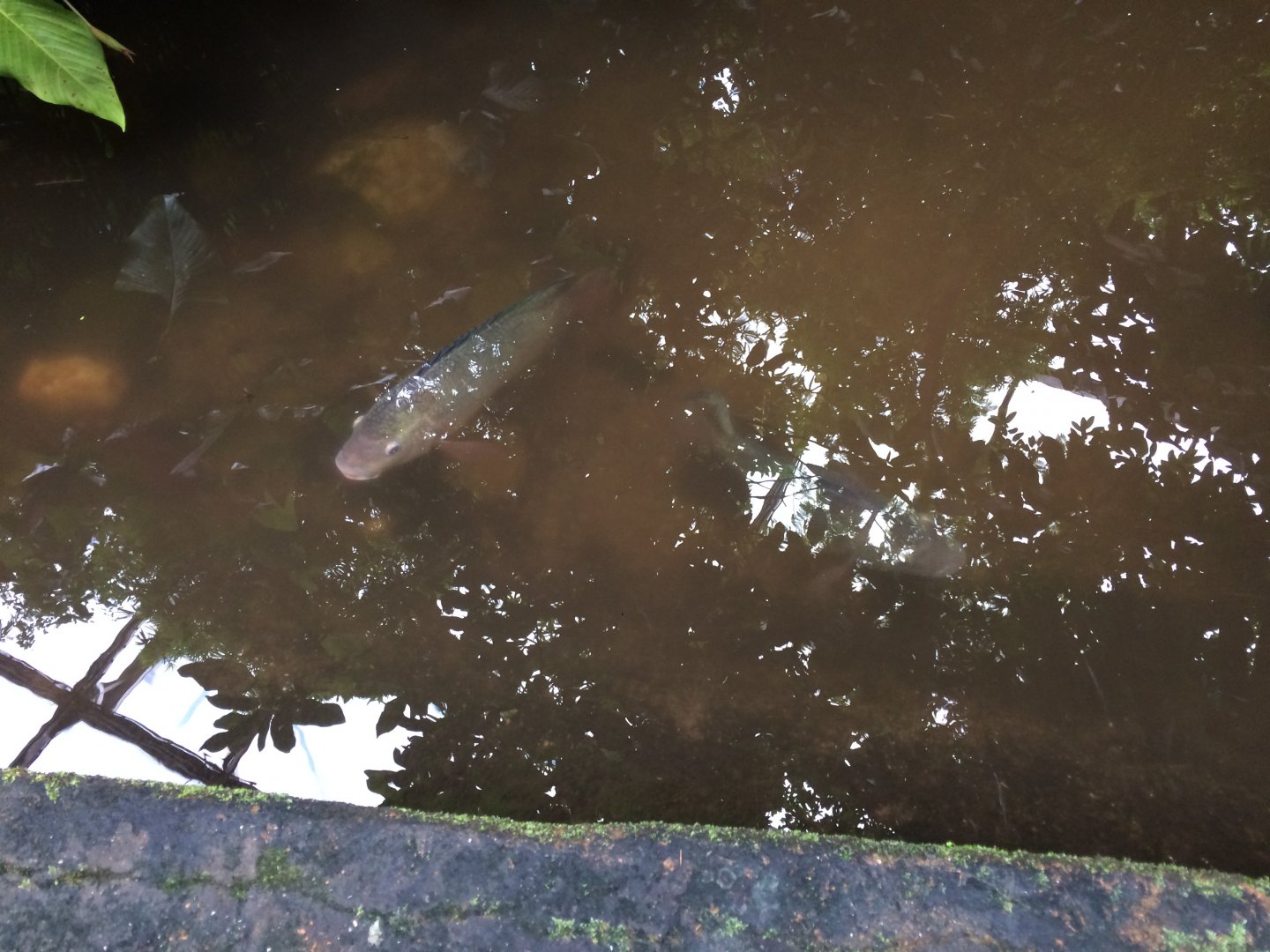 Nile tilapia (Oreochromis niloticus)
