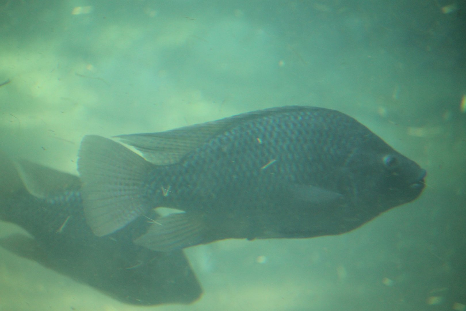 Nile tilapia (Oreochromis niloticus)